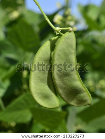 Lima beans with green leaves on a healthy field.