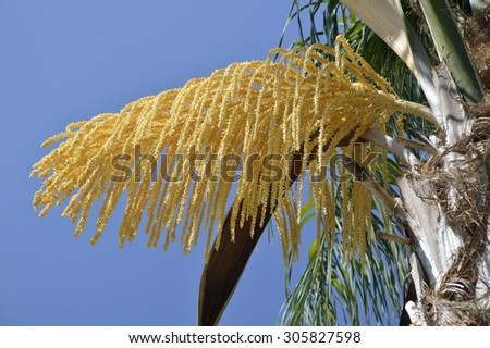 Palm tree seeds beautiful plant in the tropics