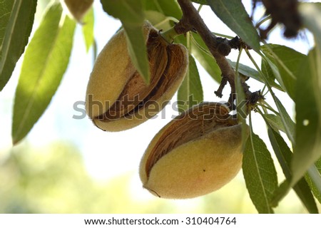Almond tree beautiful tree with ripe fruits.