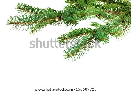 Branch Of Christmas Tree On White Background