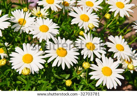 Many daisies on natural background