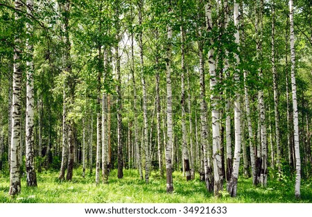 summer birch forest landscape view