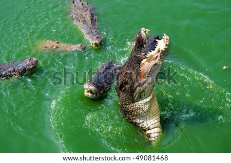 Crocodile attack in the green river water