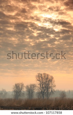 Sunrise sky under the trees