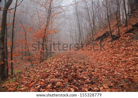 Lane in the misty forest in autumn