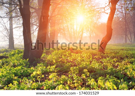 Misty dawn at the edge of the forest in spring