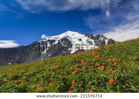 Beautiful mountain landscape with flowers and blue sky