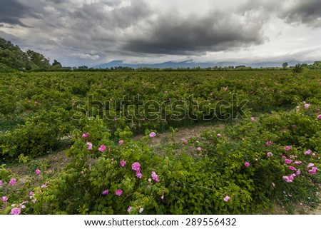 The picturesque landscape with rose field under a cloudy sky. Bulgaria.