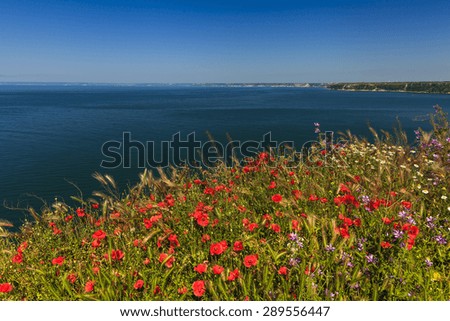 Beautiful colorful flowers in the background of the sea. Bulgaria.