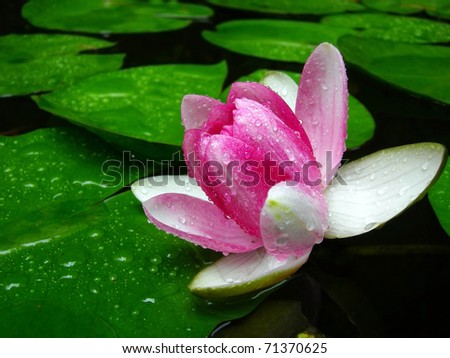stock photo Lotus flower in the dew