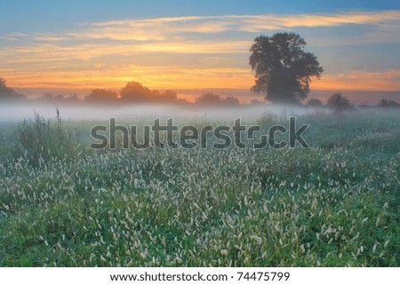Foggy morning in the spring in a field