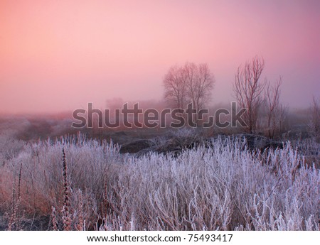 Misty dawn at the forest with rime