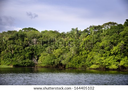 rainforest in Amazon, in  Brazil