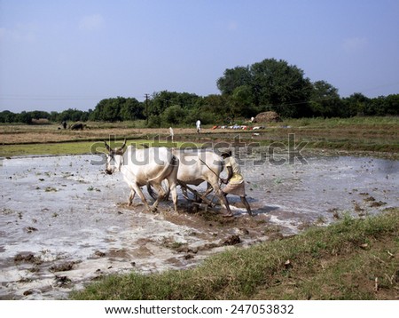 GOA, INDIA - November 29 : Farmers plowing agricultural field in traditional way where a plow is attached to bulls on November 29, 2010 in Goa, India.