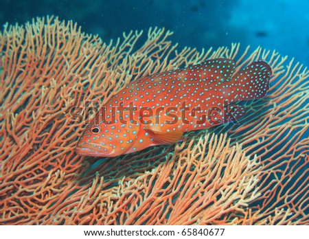 Coral Grouper Cephalopholis miniata