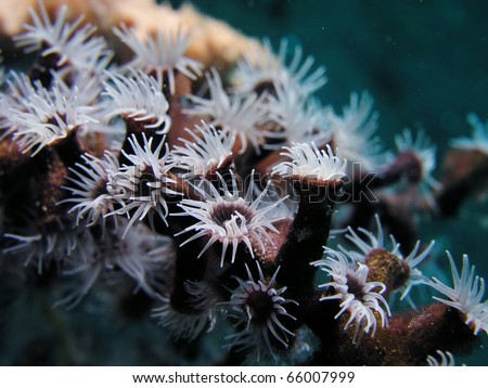 White coral Tubastraea
