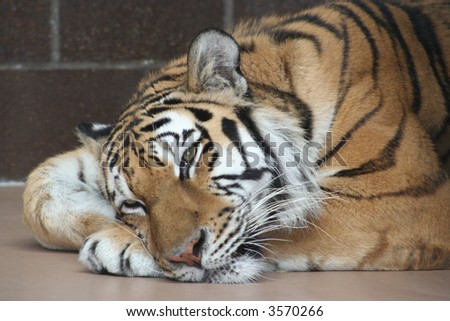 Bengal Tiger Eyes Open