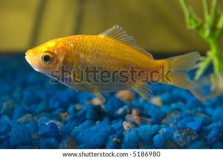 Gold Fish in aquarium