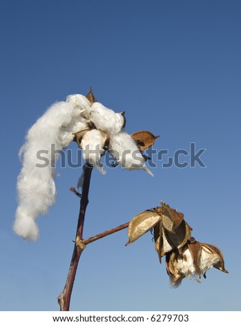 Closeup of cotton - harvest time