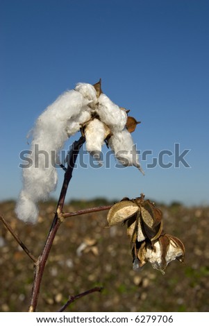Close-up of cotton in field in harvest time