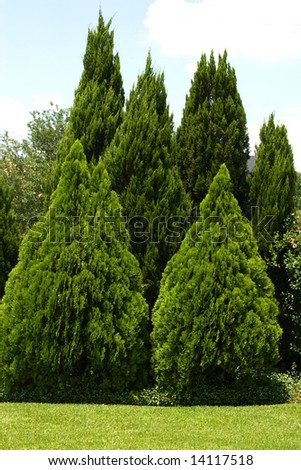 Evergreen trees in yard