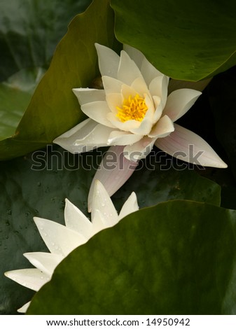 Natural beauty tranquil white flowers of water lilies on deep green leaves
