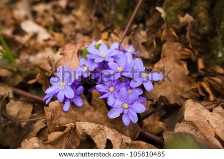 flowers of dark blue color growing in a spring season