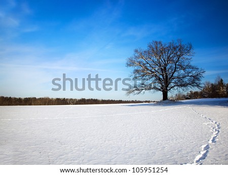 oak growing in a field. winter season. the oak is partially shined with the sun