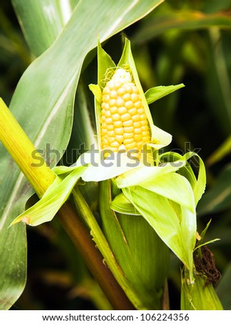 open sprout of the corn growing on an agricultural field