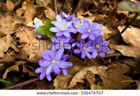 flowers of dark blue color in a spring season.