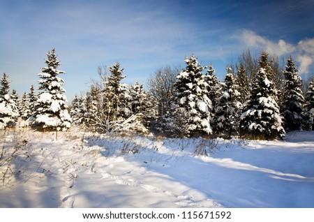 the trees of a fir-tree growing in park in a winter season