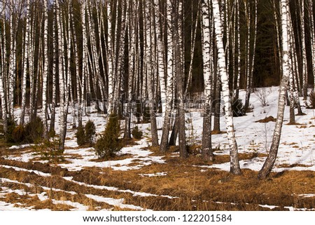 the trees growing in the wood in a winter season