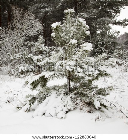 fir-tree in the winter - a fir-tree growing in the wood in a winter season