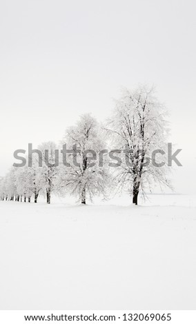trees growing in a row in a winter season. the picture is taken in the field