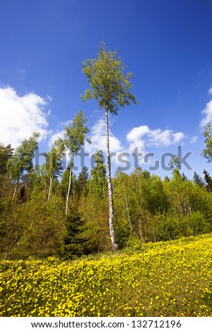 the yellow dandelions growing about the wood, in a spring season