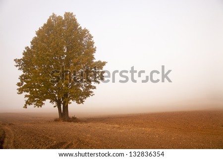 a tree growing in a field in an autumn season. fog.