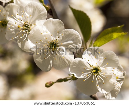 apple-tree flowers - the small flowers of an apple-tree photographed by a close up. small depth of sharpness