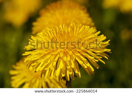 photographed are large the plan yellow flowers of a dandelion