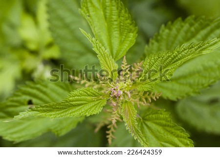 nettle plant