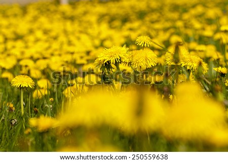 photographed are large the plan yellow flowers of a dandelion