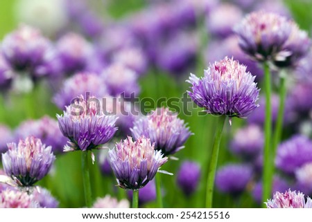 garlic flower