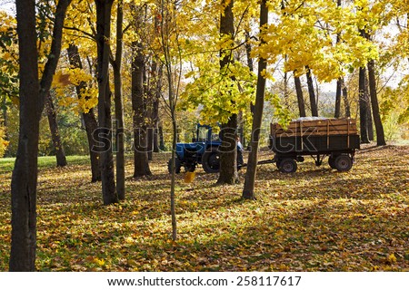 cleaning in the fallen-down fall of foliage.  foliage is loaded into a tractor