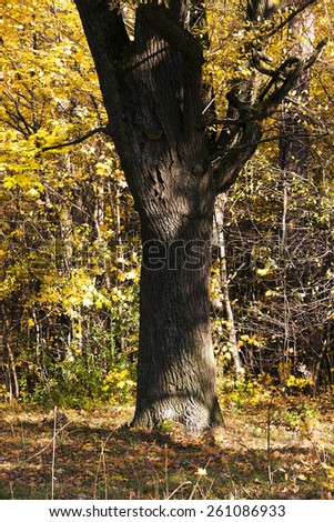 the trees growing in the territory of the wood (park) in an autumn season