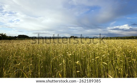 Agricultural field on which wheat germ begins to rise. Blue sky.