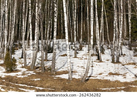 winter birch grove. The snow melts.