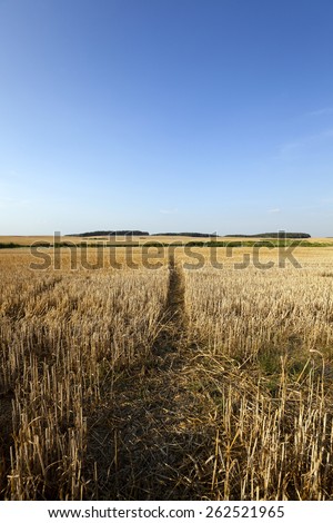 narrow path in the agricultural field, which is tapered wheat. In the background to harvest.