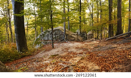 trunks of beech trees in autumn. Near the trees are large stones. On the ground, the roots of the trees can be seen.