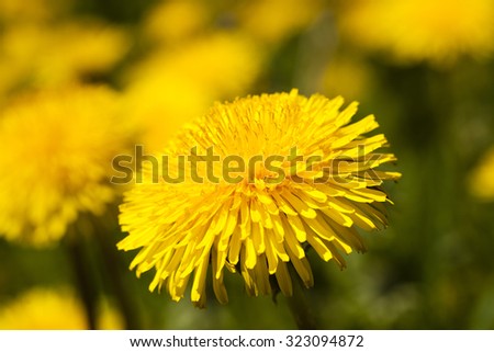 photographed close up flowers yellow dandelions