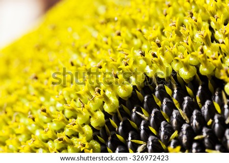 photographed closeup large outdoor flower sunflower. black sunflower seeds