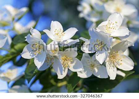 photographed close-up of white jasmine flowers